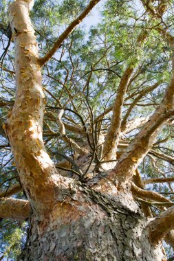 Mavi gökyüzü ve bulutlu büyük ağaç gövdesi