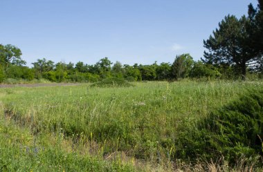 Yeşil Çimen ve Mavi Gökyüzü