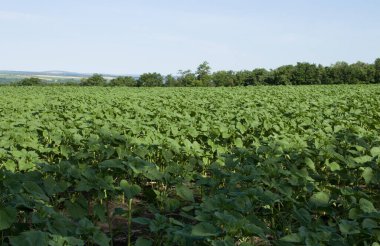 Genç bitkilerin olduğu yeşil alan