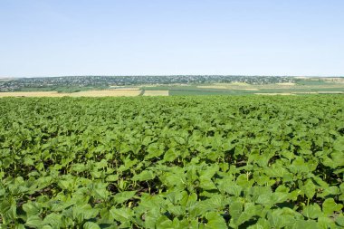 Genç mısırların manzarası