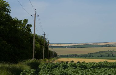 Yeşil tarlası ve mavi gökyüzü olan bir manzara.
