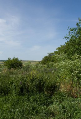 Kırsaldaki yeşil çayır. yaz günü