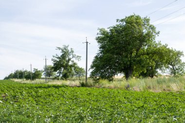 Kırsal alanda yaz günlerinde genç ağaçlar.