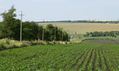 Buğday tarlası, tarım arazisi
