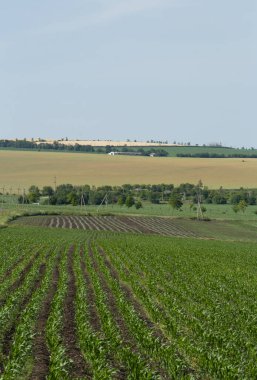 Mısır kırsal alan