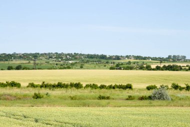 Buğday tarlasının yaz manzarası