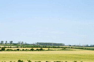 Buğday tarlası, yeşil tarlalar ve beyaz bulutlar