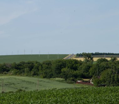 Tarlada yolu olan bir manzara
