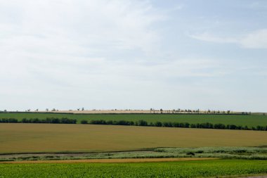 Uzakta, yaz günü yeşil bir tarlası olan bir manzara. yüksek kaliteli fotoğraf