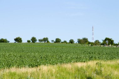 yeşil tarla ve mavi gökyüzü