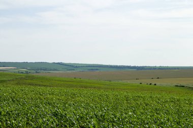 Kırsalın yeşil tarlası