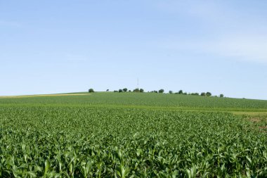 Kırsalda yeşil tarla ve mısır