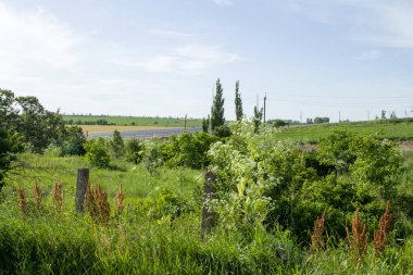 Yaz günü yeşil tarlalar ve ağaçlar