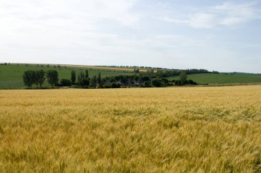 Yazın buğday tarlası