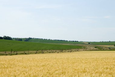 Yaz gününde yeşil buğday tarlaları