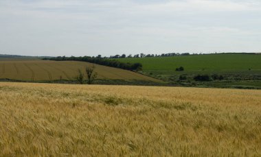 Yazın buğday tarlası