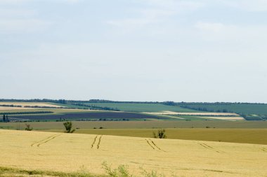 Tarlalardaki ve ormanlardaki manzara.