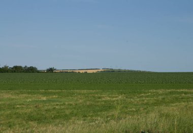 Kırsal kesimdeki yeşil çimlerin manzarası