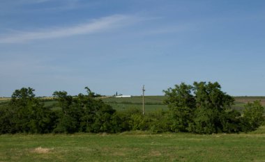 Güzel bir yeşil tarla ve ağaç görüntüsü.