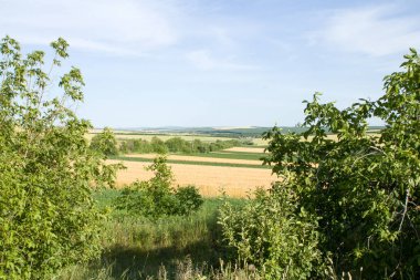 Yeşil tarlaların ve ağaçların manzarası