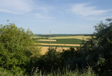 Ormanda yeşil çimenler