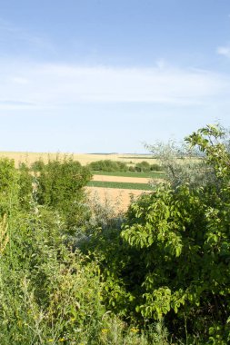 Bir buğday tarlasının güzel manzarası