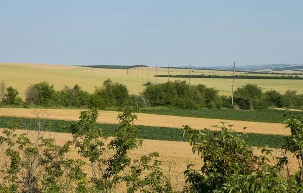 buğday alanı ile peyzaj