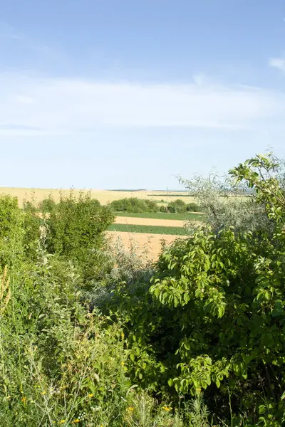 Bir buğday tarlasının güzel manzarası