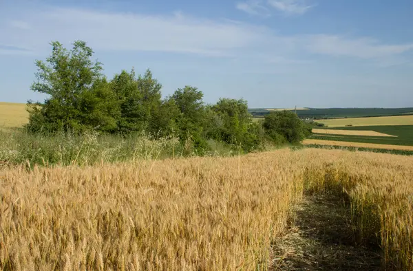 Yazın güneşli bir günde buğday tarlalarının manzarası