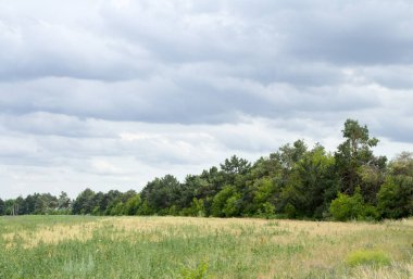 Yazın buğday ve ağaç tarlalarının manzarası