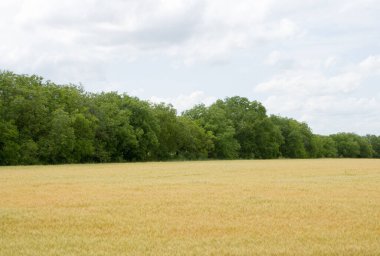 Alan ve gökyüzü arka plan