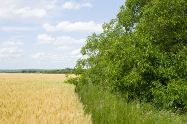 yeşil alan ile peyzaj