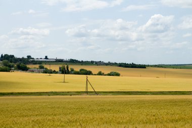 Mavi gökyüzü arka planına sahip buğday tarlasının güzel manzarası
