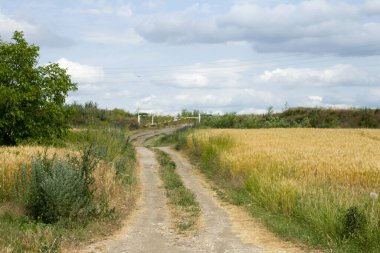 Buğday tarlası olan kırsal alan