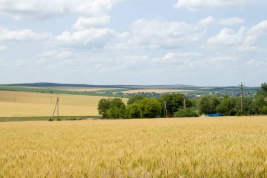 Arkasında buğday olan tarlanın manzarası