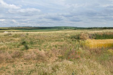 Bir mısır tarlası ile manzara
