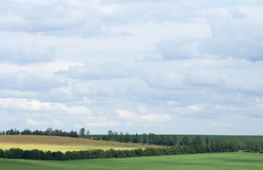 yeşil tarla ve mavi gökyüzü