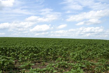 Yaz günü patates tarlası
