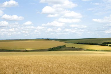 Kırsal kesimdeki buğday tarlalarının manzarası