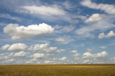 arka planda çim alan.