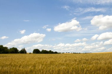Buğday tarlası ve mavi gökyüzü