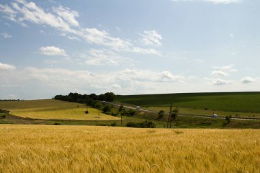 Yaz mevsiminde buğday tarlası ve mavi gökyüzü