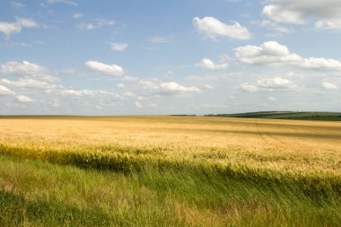 Buğday tarlası olan güzel bir manzara.