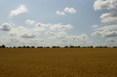 Gökyüzünün arka planında buğday tarlası