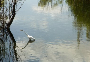 Sudaki beyaz balıkçıl