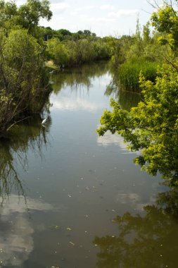 Bitkilerle çevrili güzel bir gölet görüntüsü.