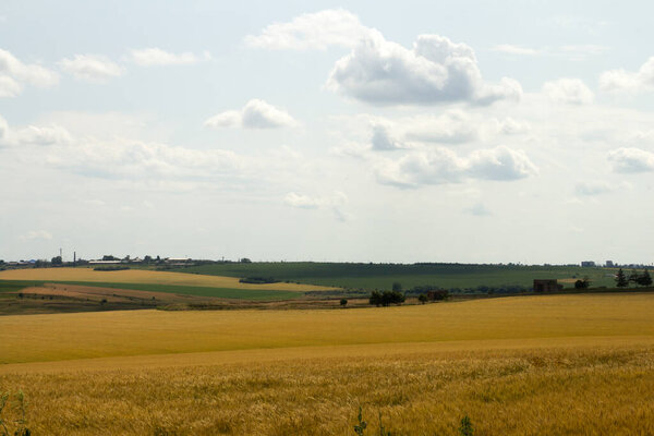 wheat field in countryside, agriculture farming