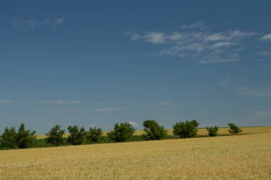 Mavi gökyüzü ile yeşil alan