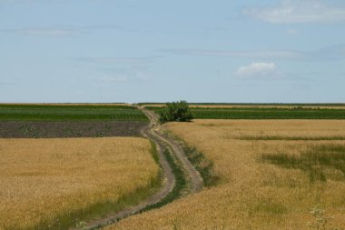 Kırsalda buğday tarlası.