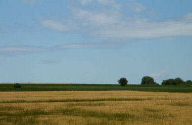 Buğday tarlası ve mavi gökyüzü olan güzel bir manzara.